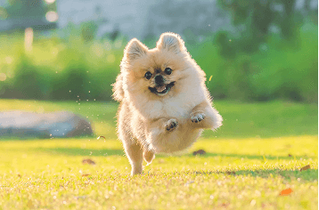 aaa